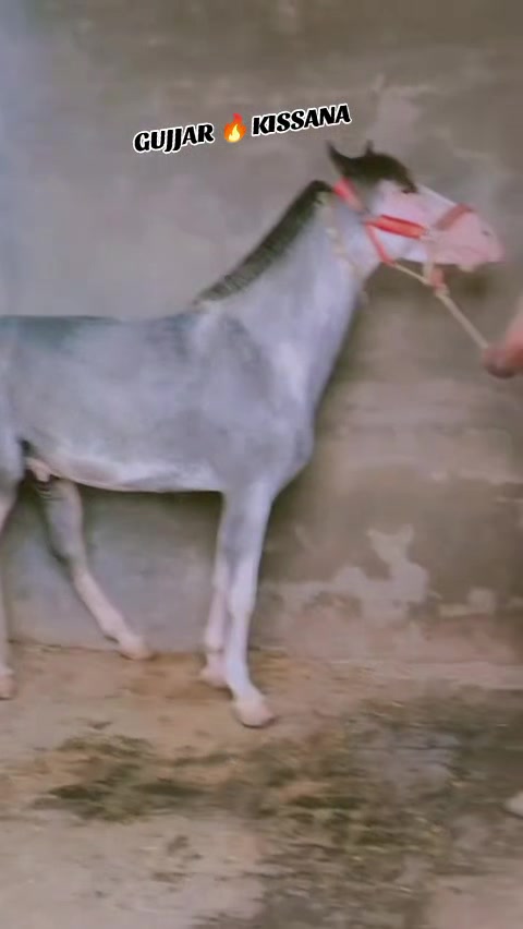 @𝐆𝐔𝐉𝐉𝐀𝐑 𝐊𝐈𝐒𝐒𝐀𝐍𝐀55