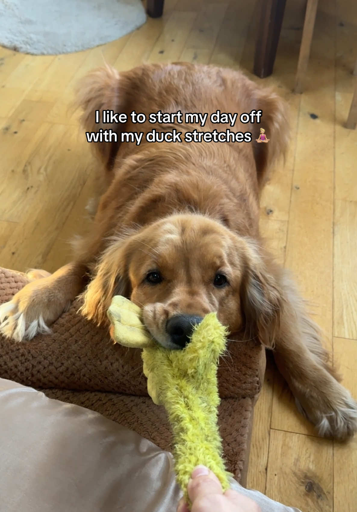 @Pacha and Bucket the Goldens