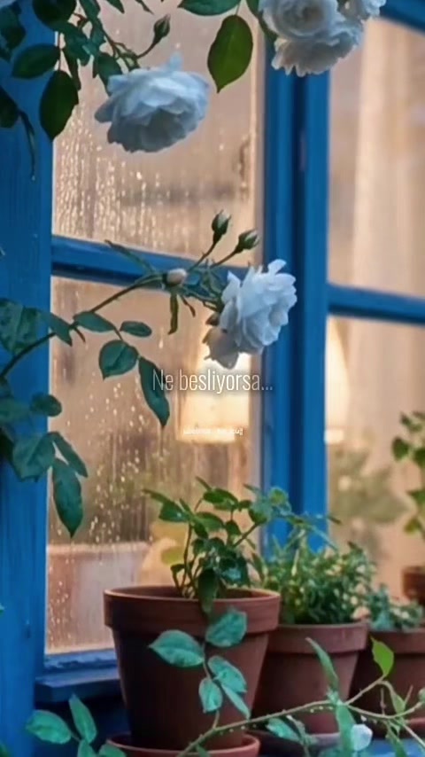 @🌹🌹🌹CANCAĞIZIM🌹🌹🌹