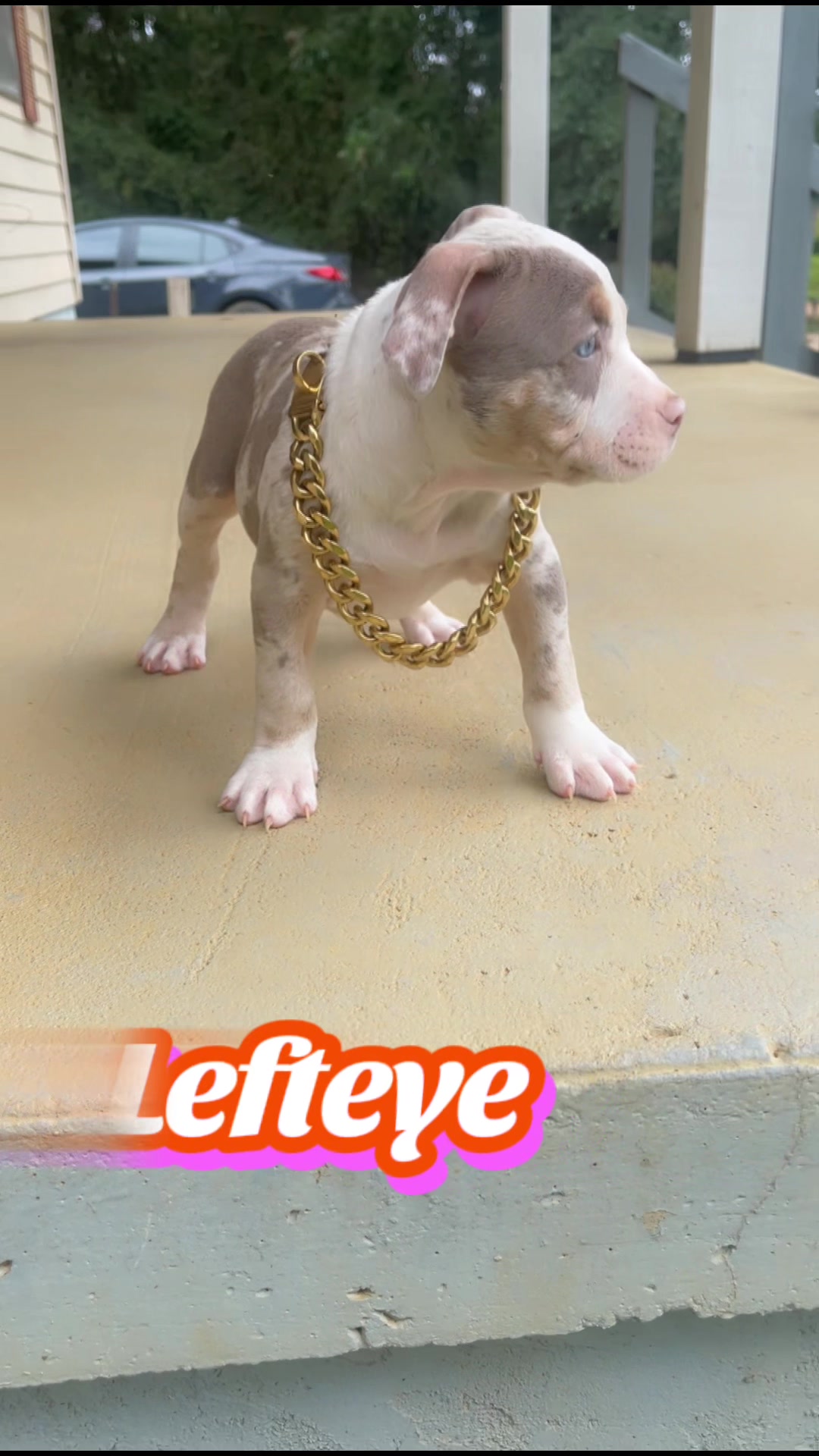 @gardnerkennel08