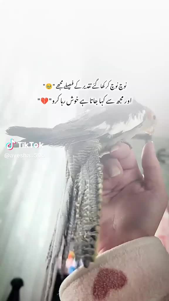 @@zidi kudi