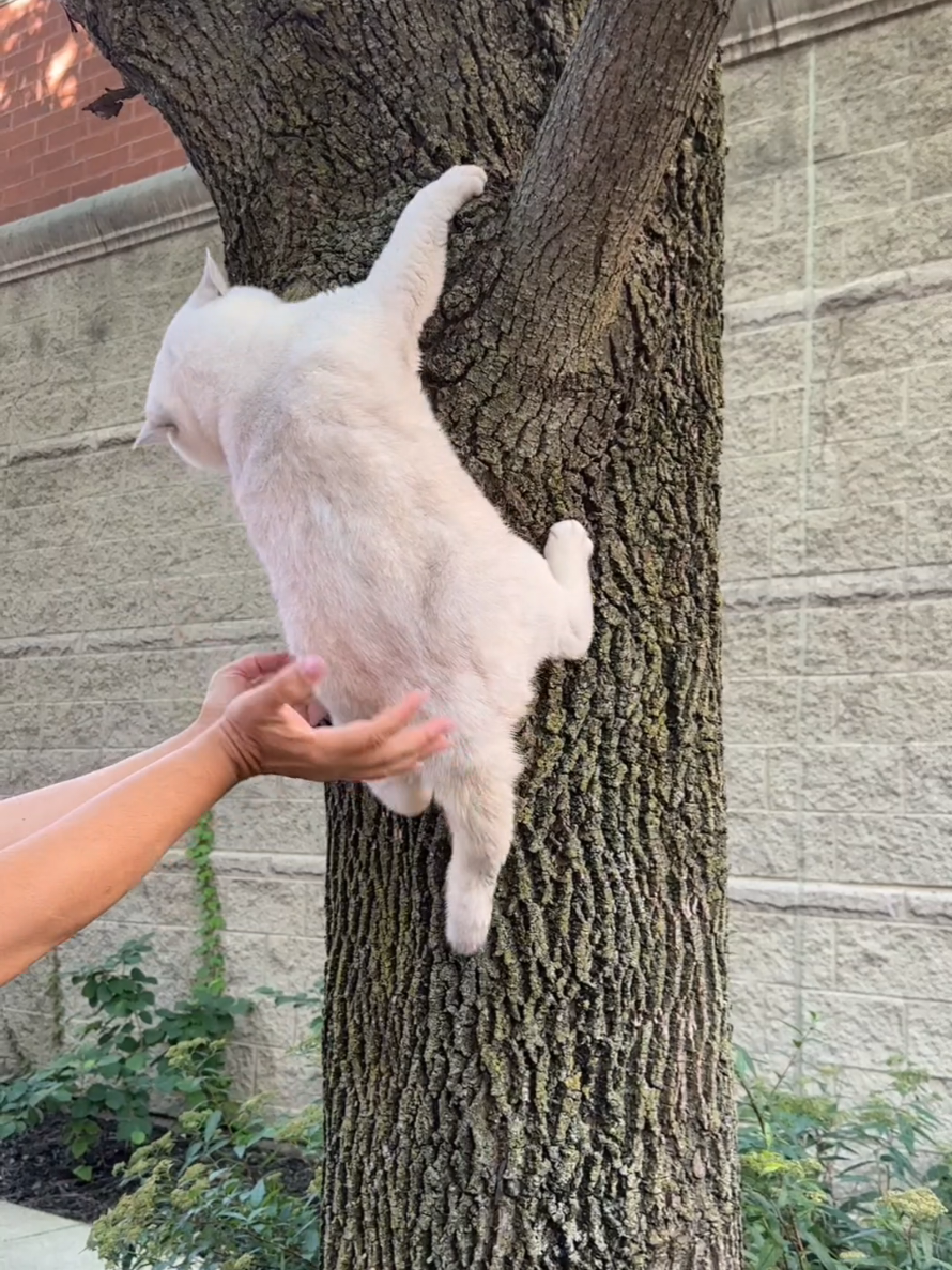 @LorettaBritish Cat