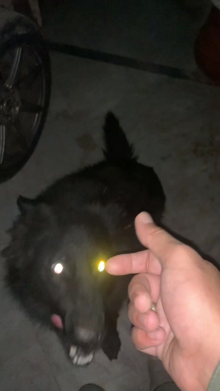 @Black German Shepherd😈