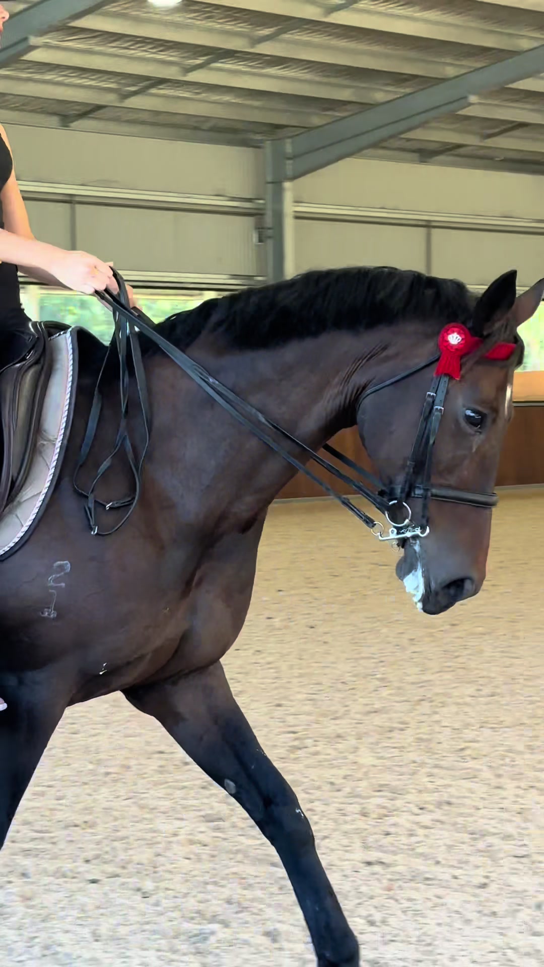 @AR show horses