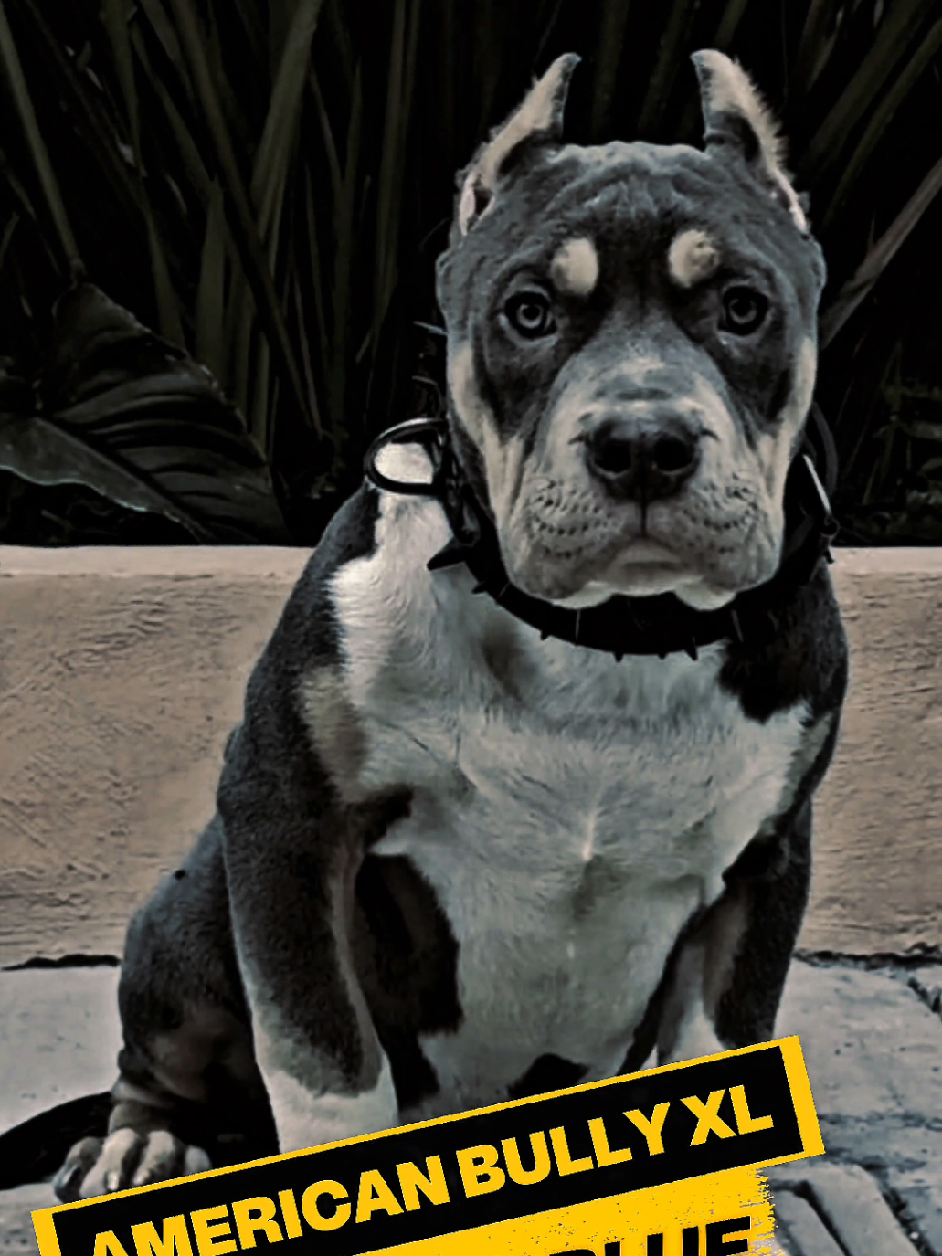 @GALVAN BULLY KENNEL OFFICIAL