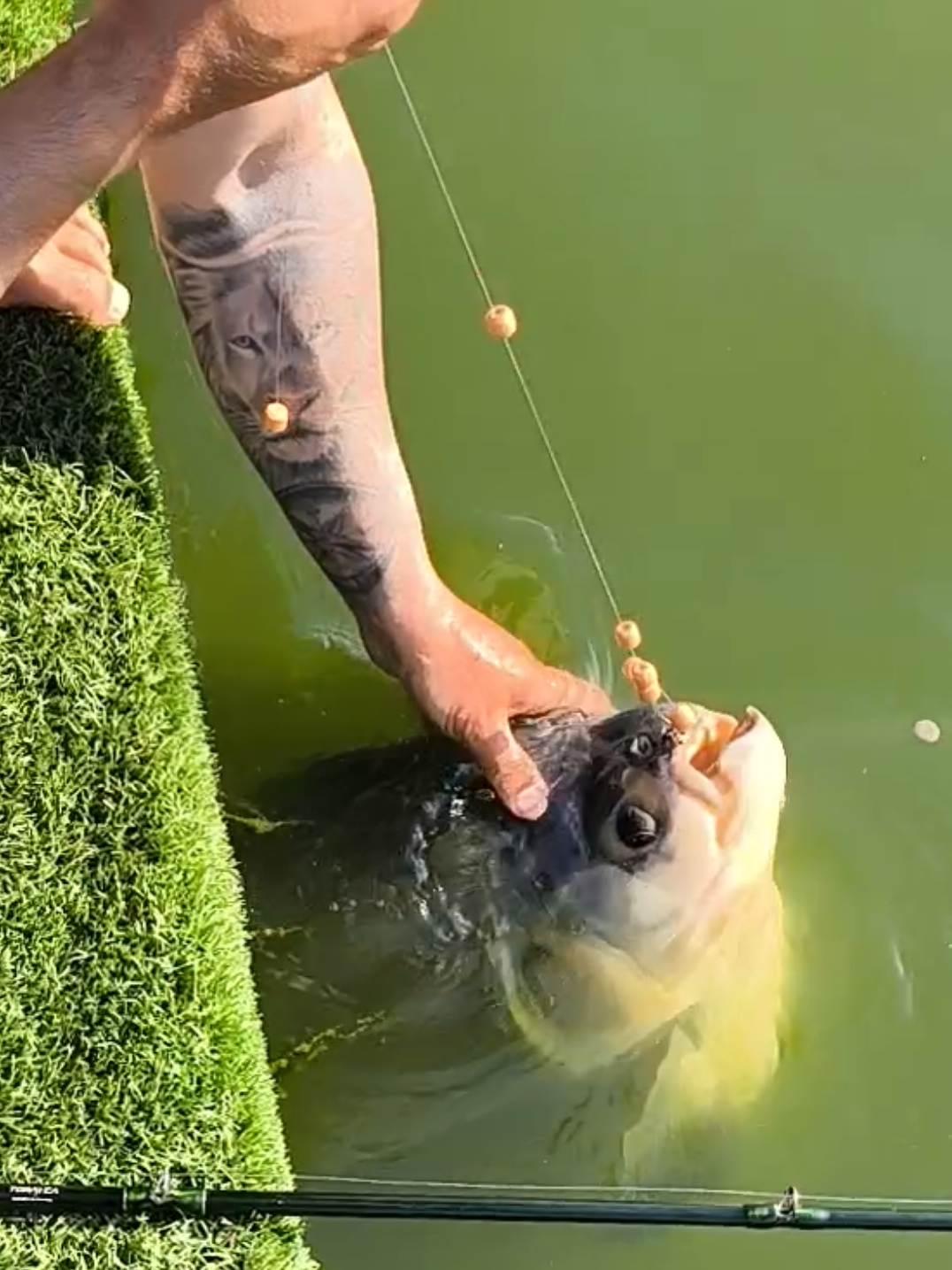 @Patrão da Pesca