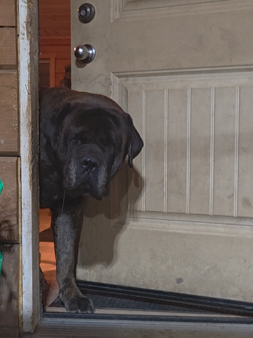 @Maple Mastiffs