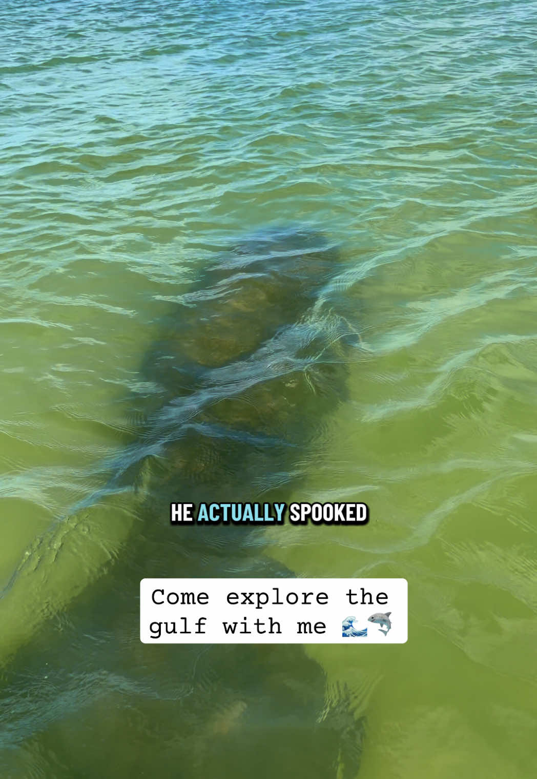 @Lauren Lopez | 🌊🏄♀️🦈