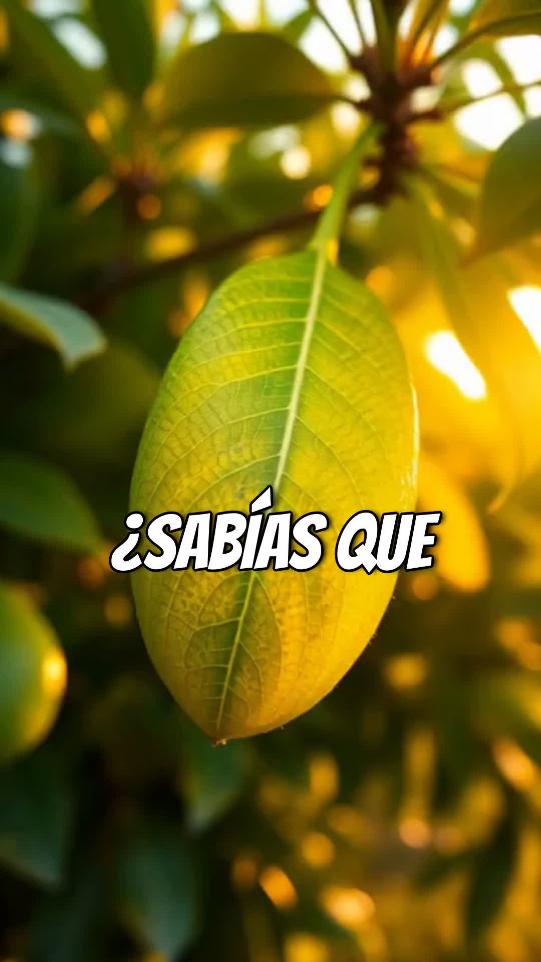@tour del aguacate