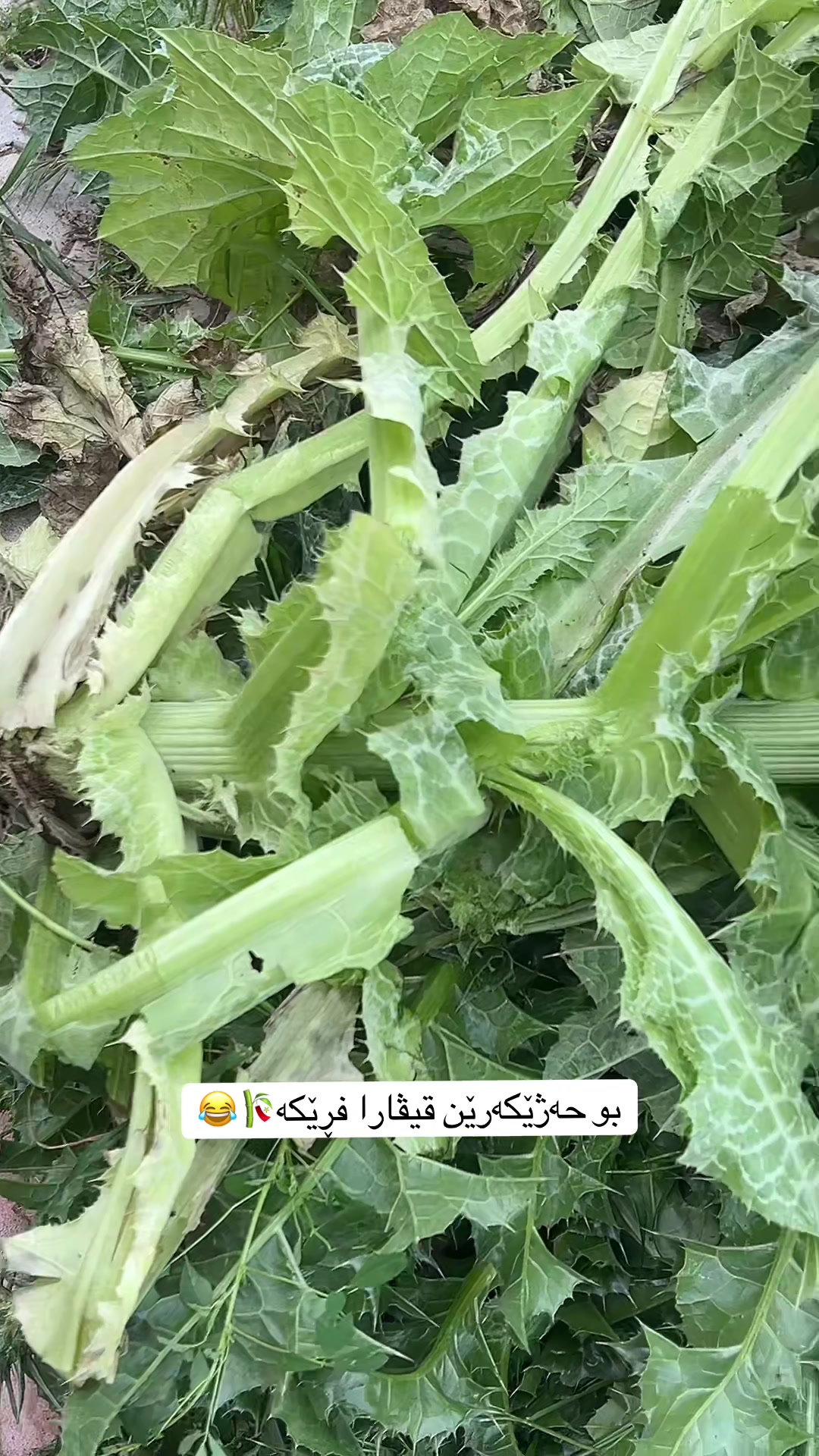 @💙𝗗𝗶𝗞𝗢 𝗚𝗔𝗠𝗜𝗡𝗚💙