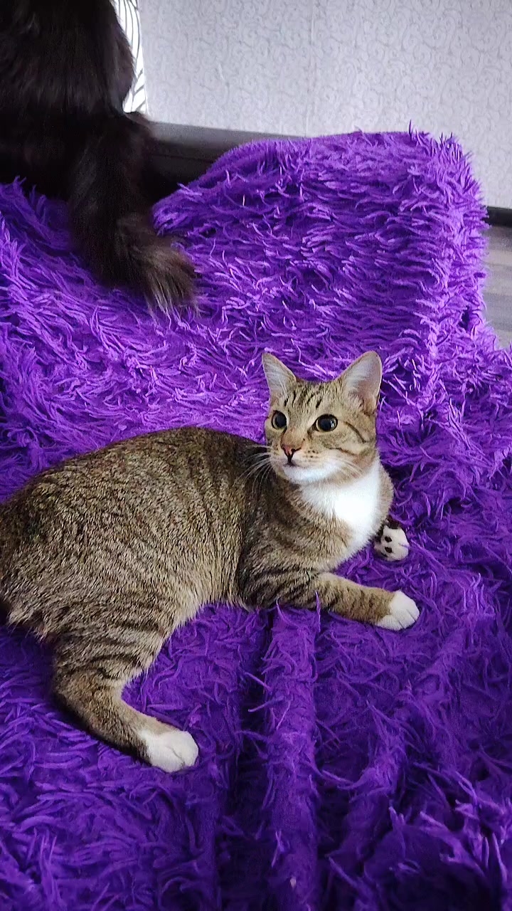 @3 друга 🦮🐱