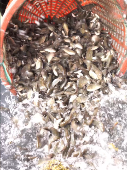 @Trại Cá Giống Quang Lâm