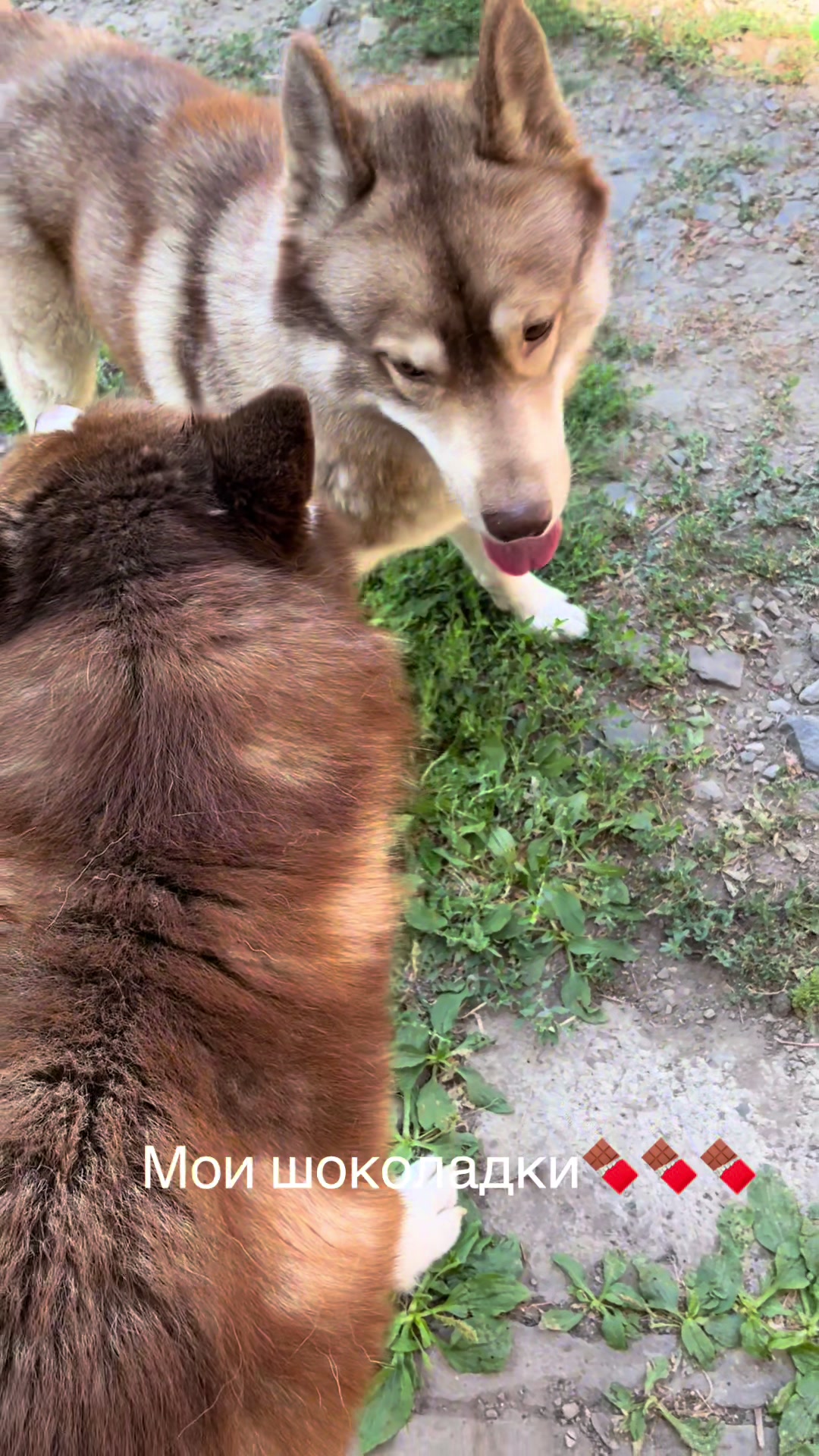 @🐕🦺Бонифаций и Арчибальд🐕