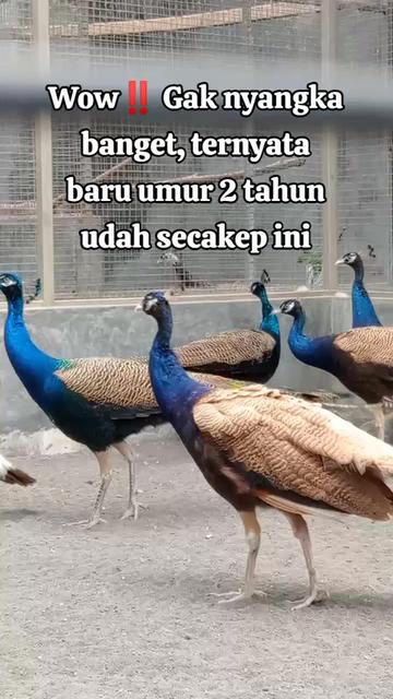@mediykfarm