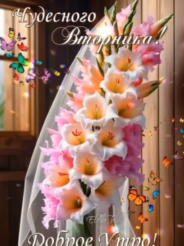 @꧁༺ 𝓔𝓵𝓮𝓷𝓪 ༻꧂