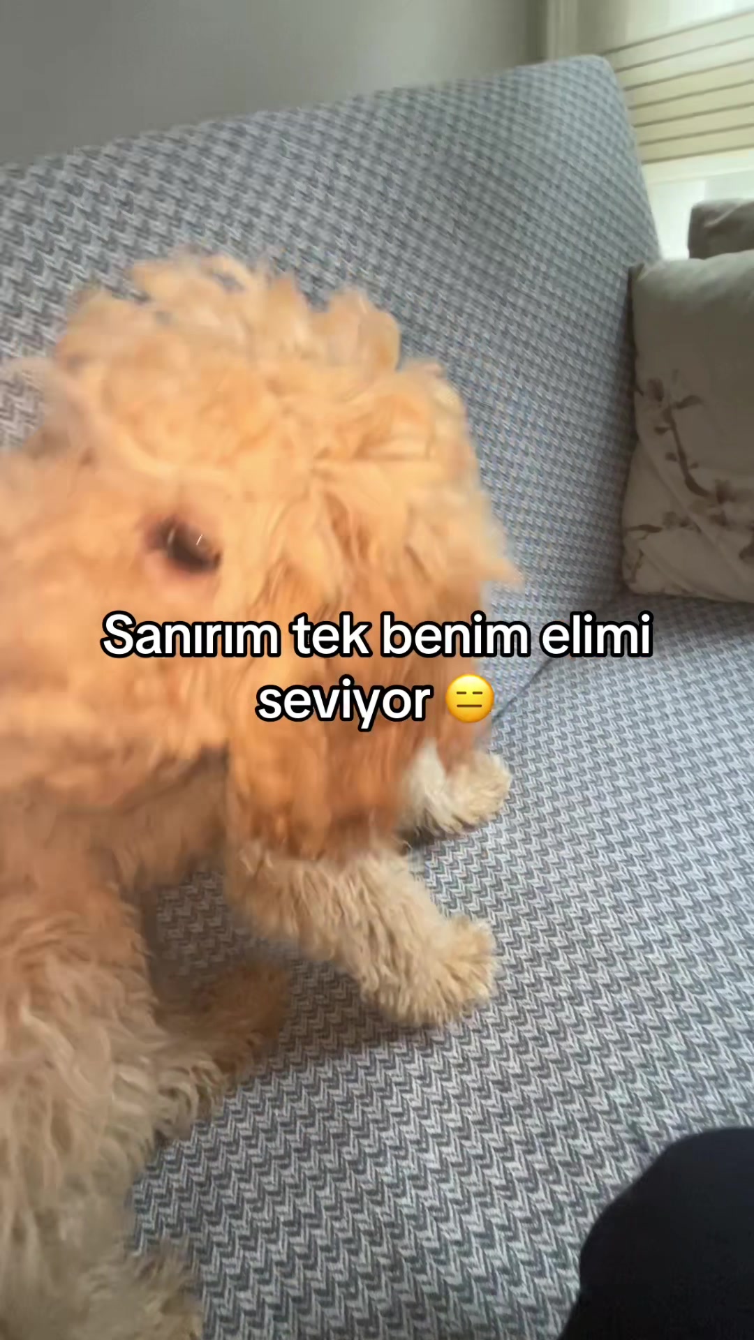 @🐶