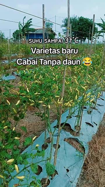 @KANG BERUN GEMOY
