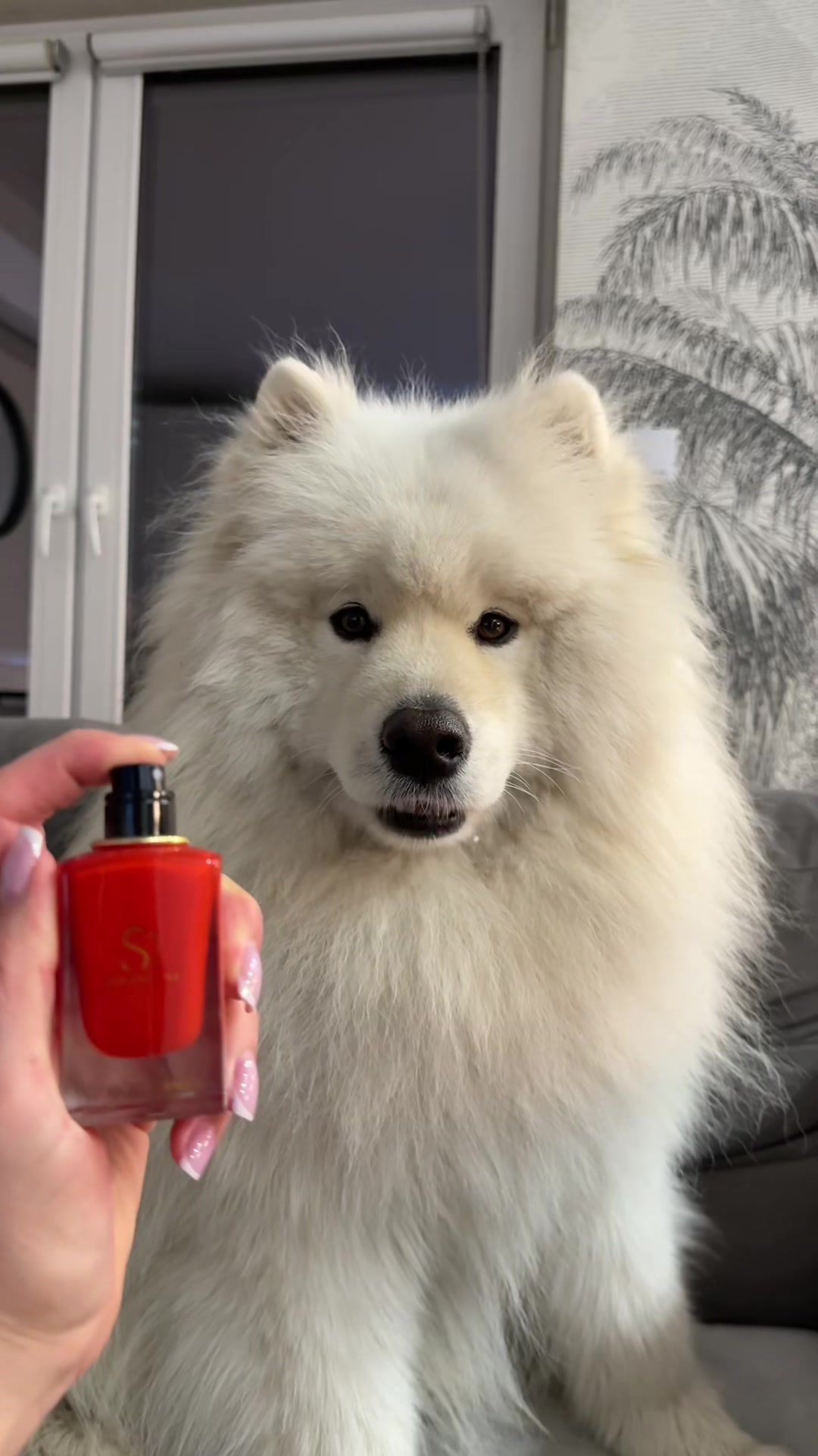 @Samoyed.Kokos