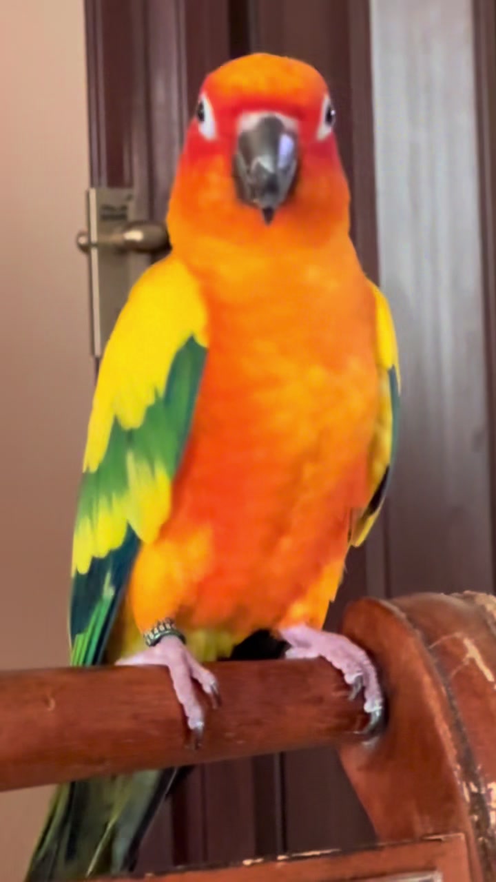 @🦜SOROR🦜