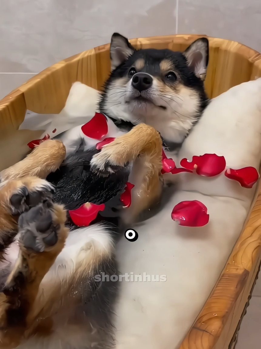@shortinhus