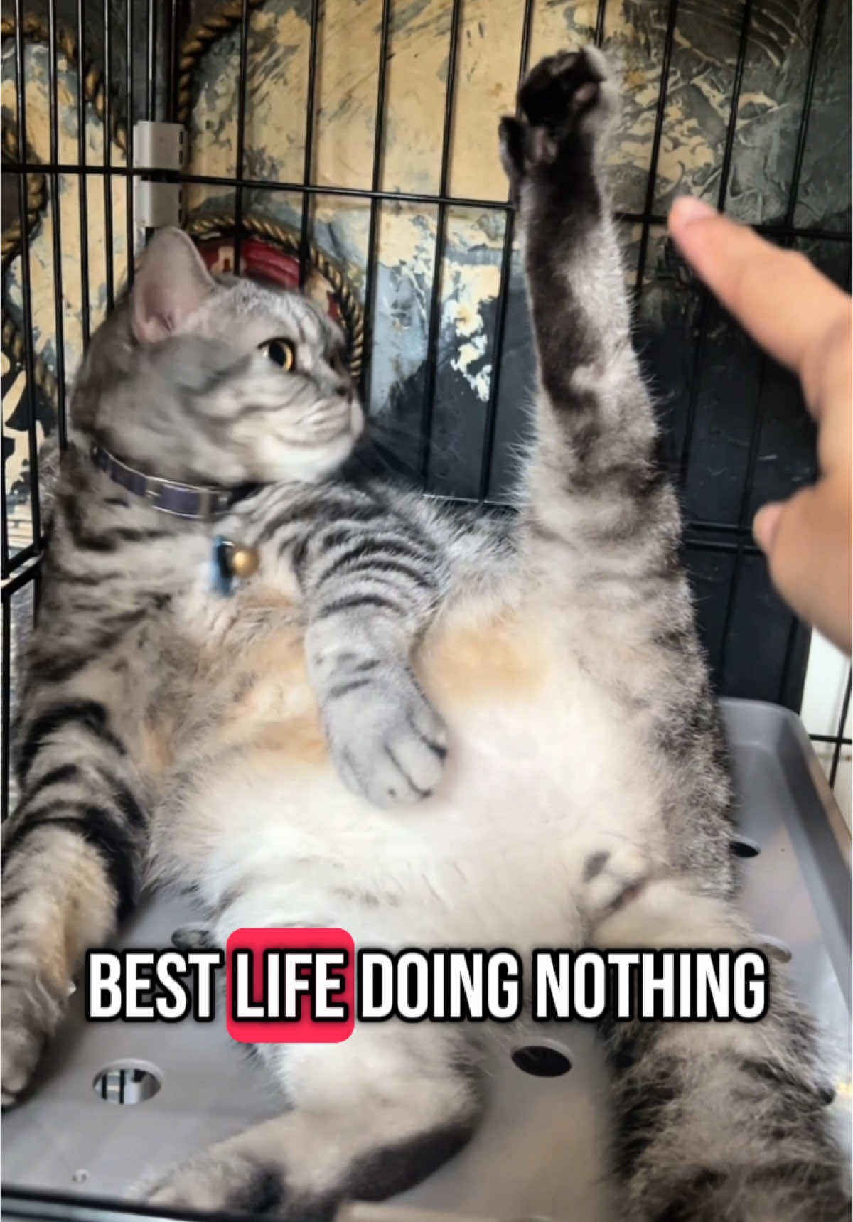 @BecauseCats