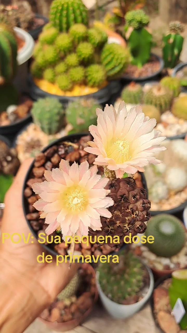 @Val Brito🌻✍️