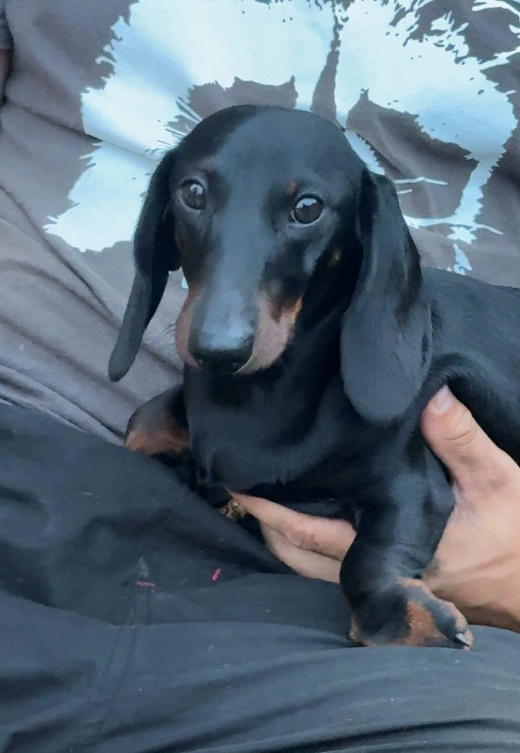 @olive the mini dachshund