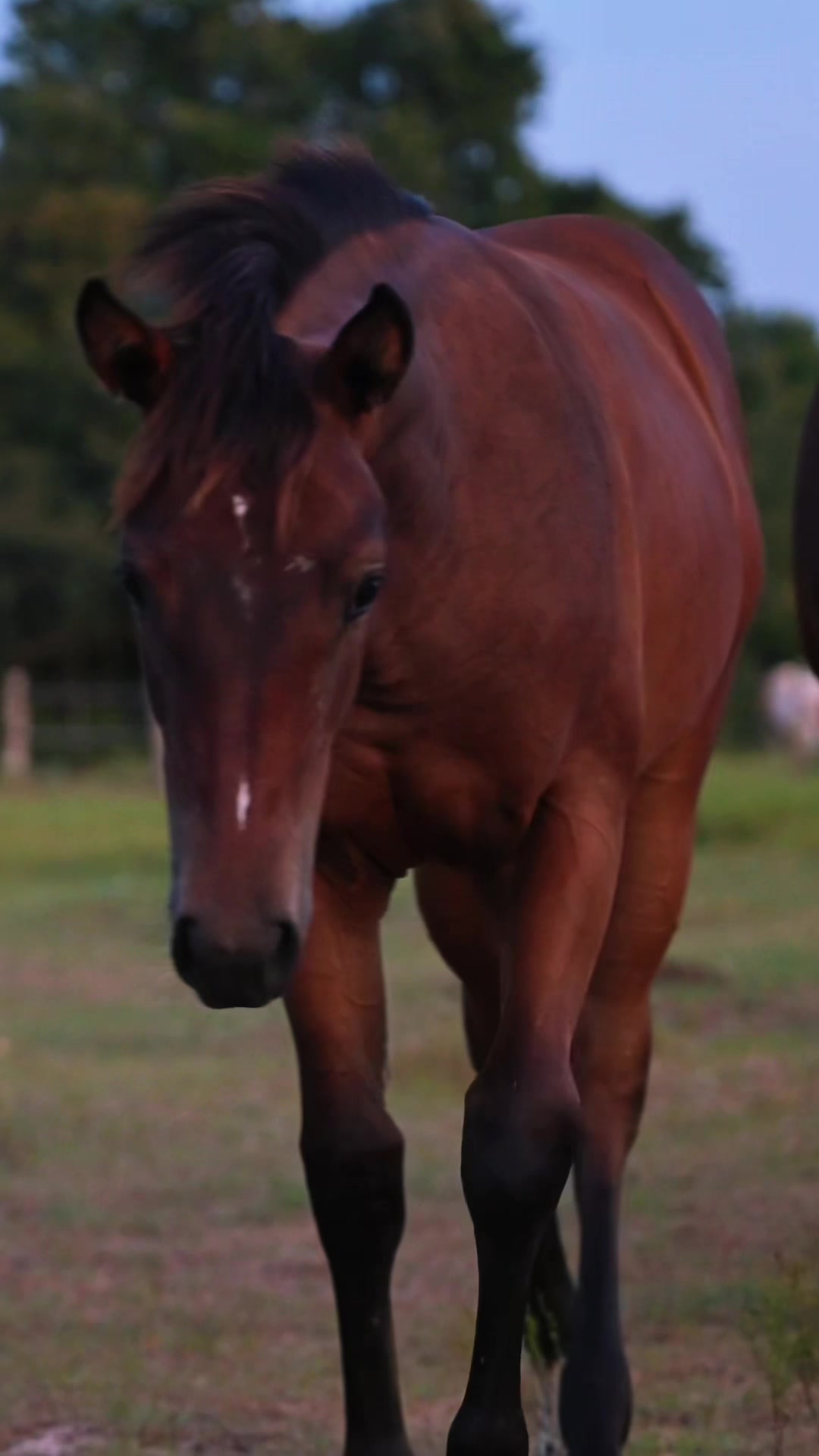@HD Performance Horses