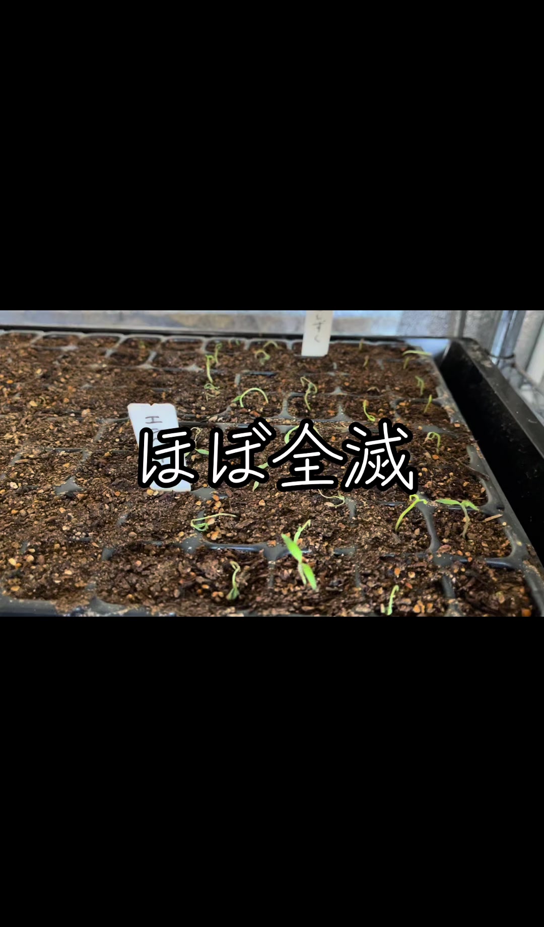 @美味しいトマトの研究所🍅🦌