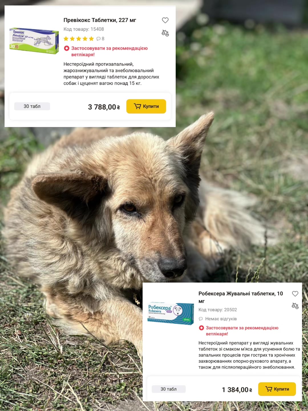 @tanya.help.animal