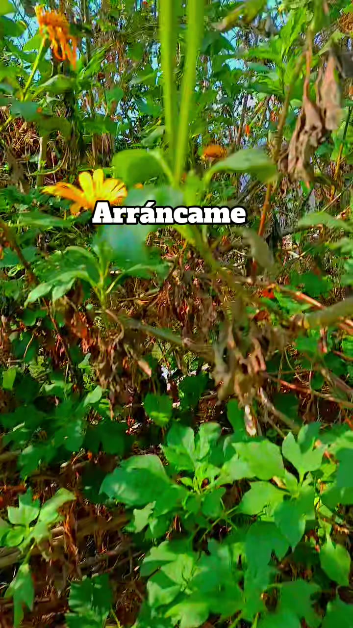 @Verito 🐝🐉