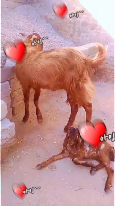 @❣️❣️ملک کرار چکوالیاں ❣️❣️