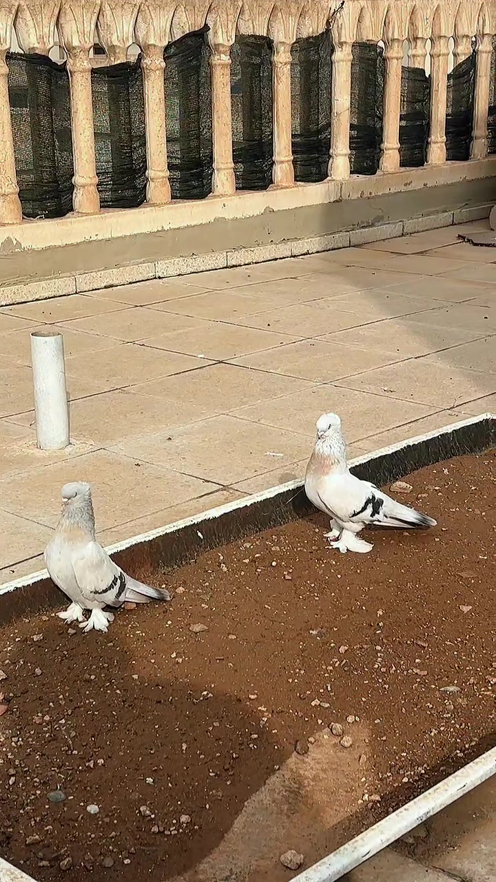 @Güvercinxx
