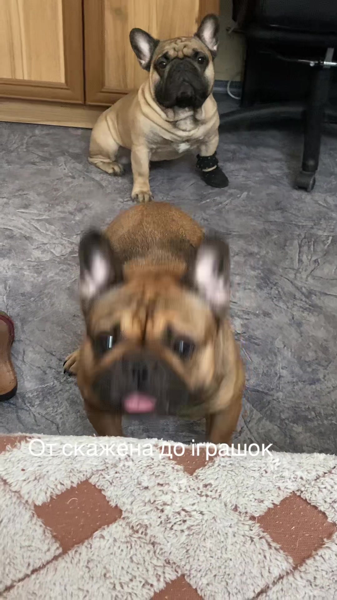 @_holly_bulls_