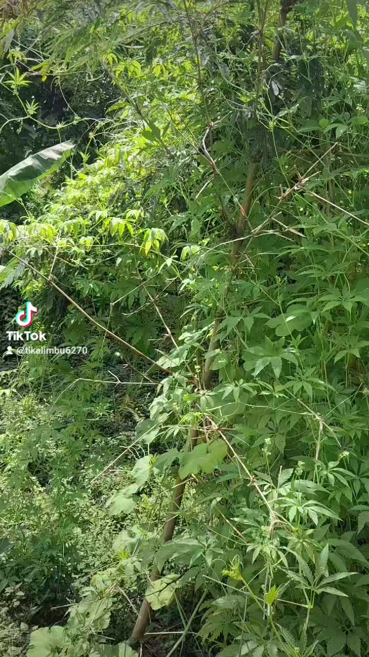 @टीका लिम्बू