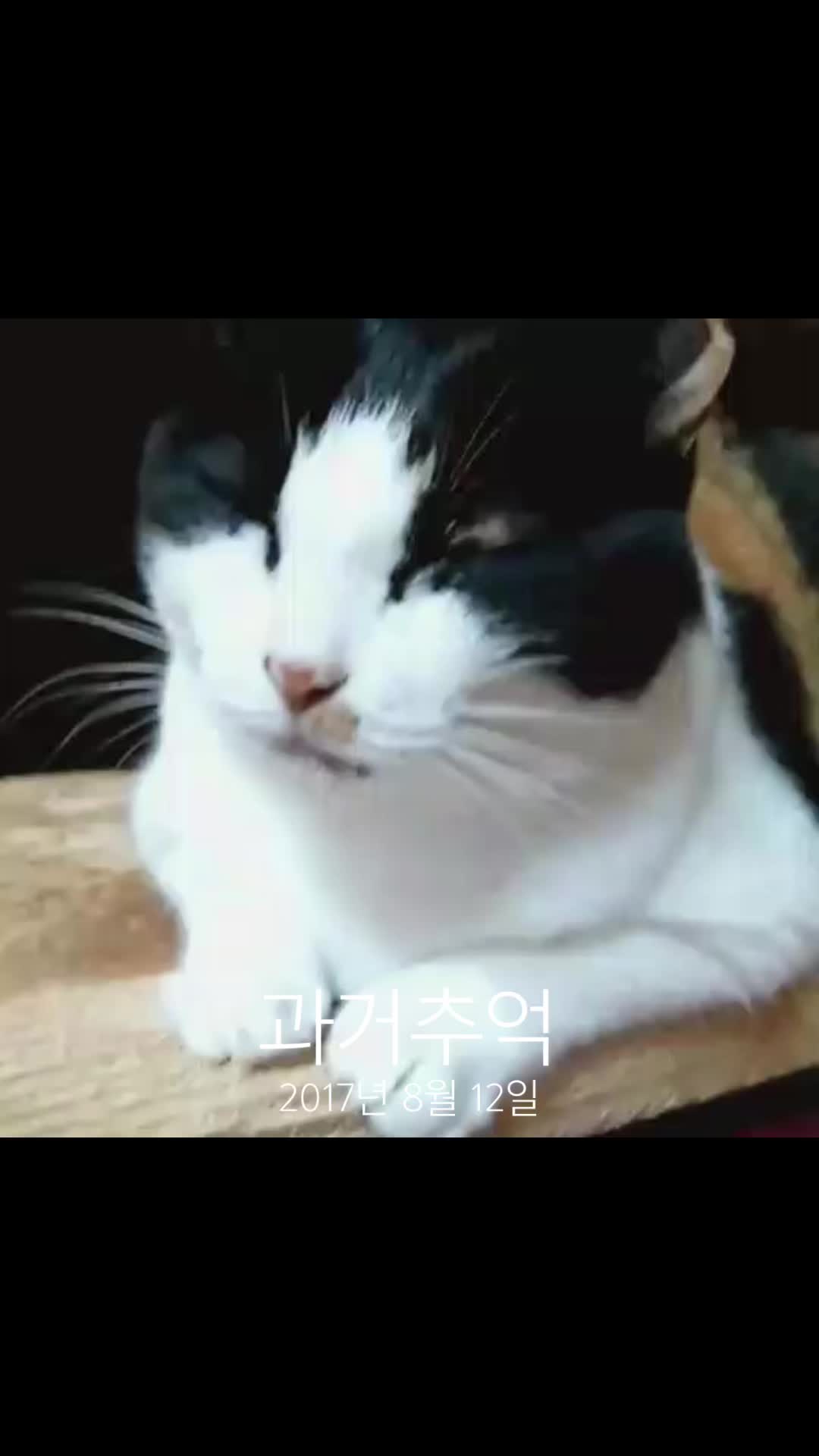 @곰고양이 Bearcat