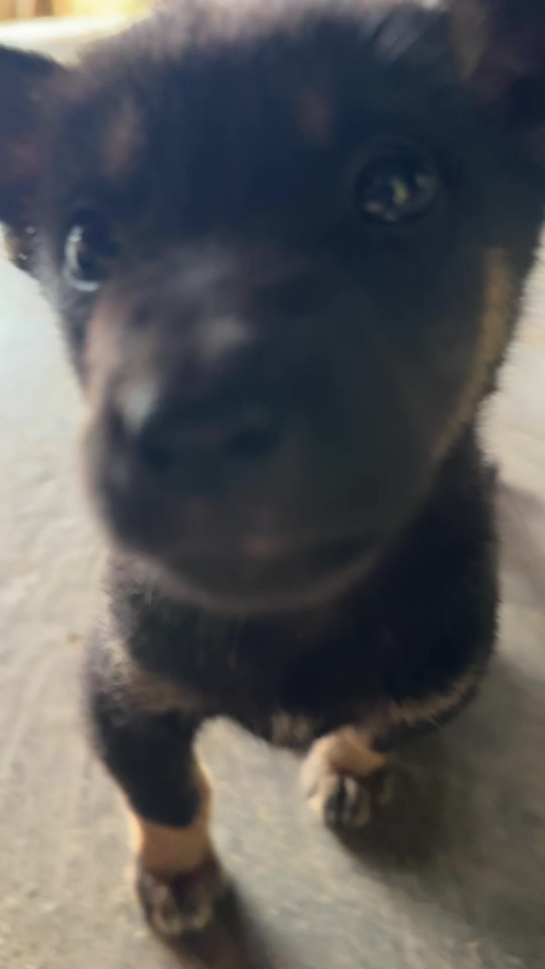 @Pet❤️🔥