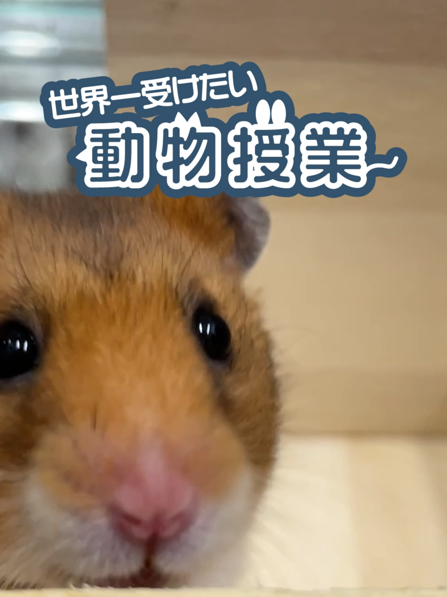 @オダガワ動物病院