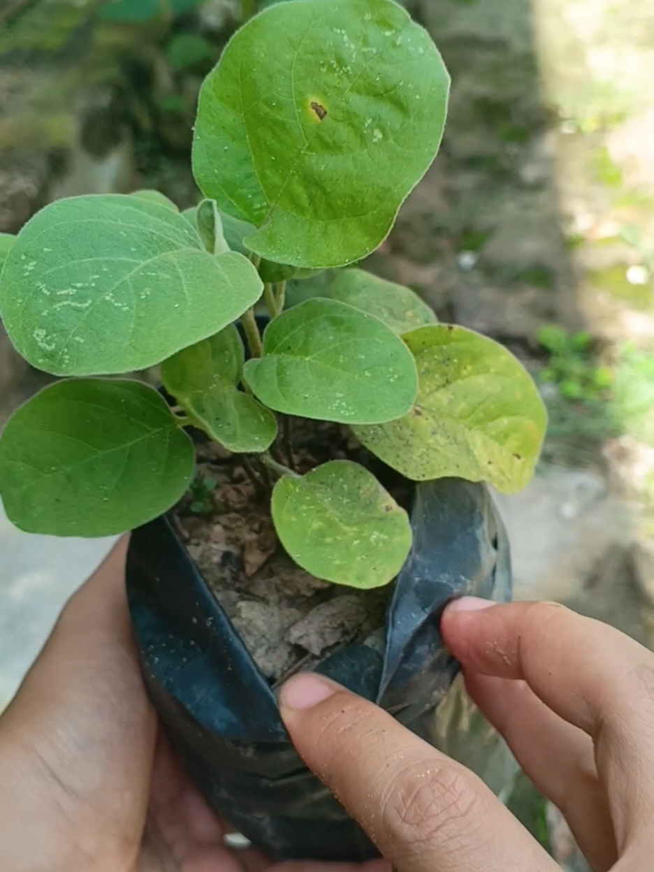 @susmawaati