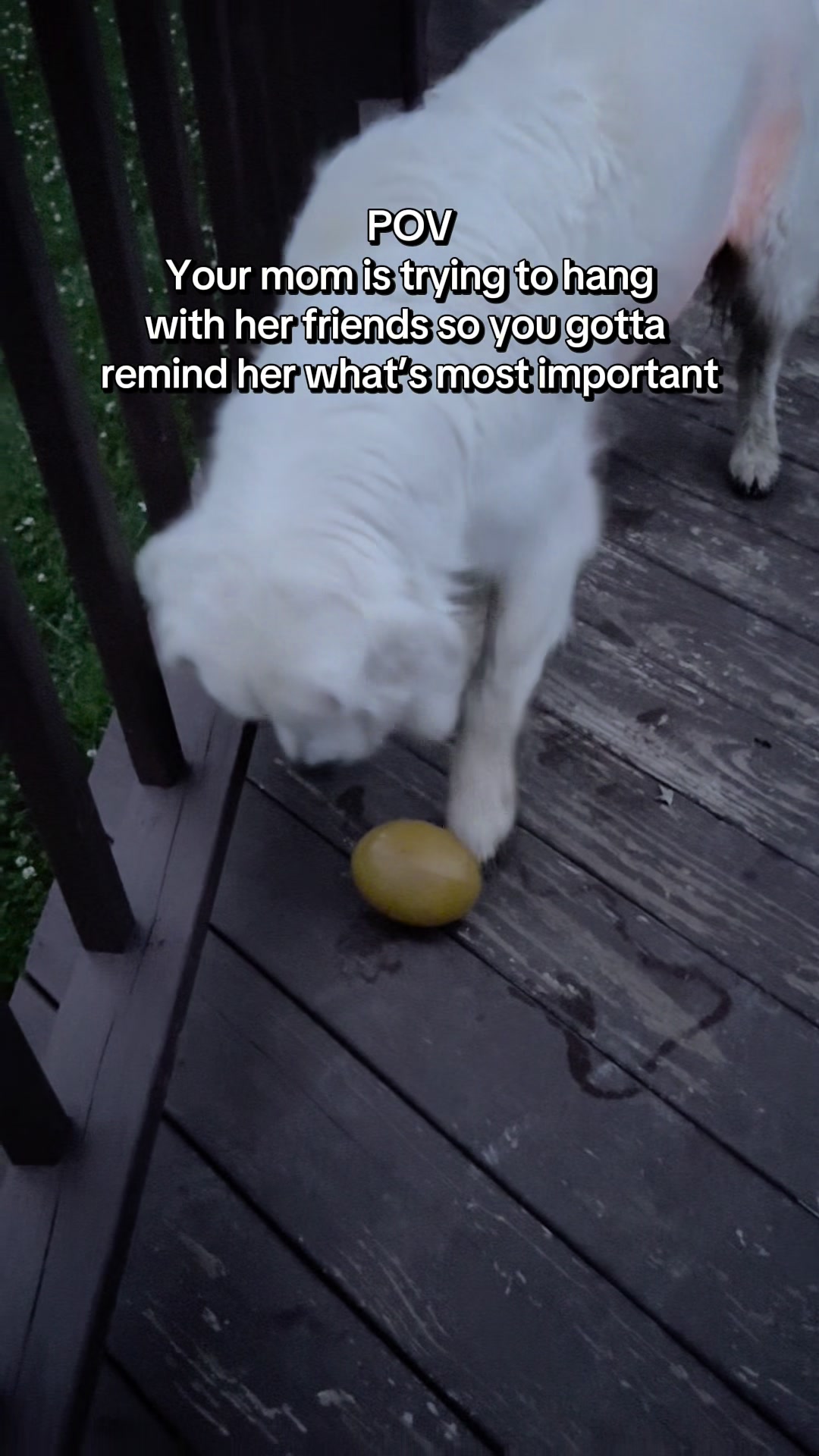 @archie.and.the.egg