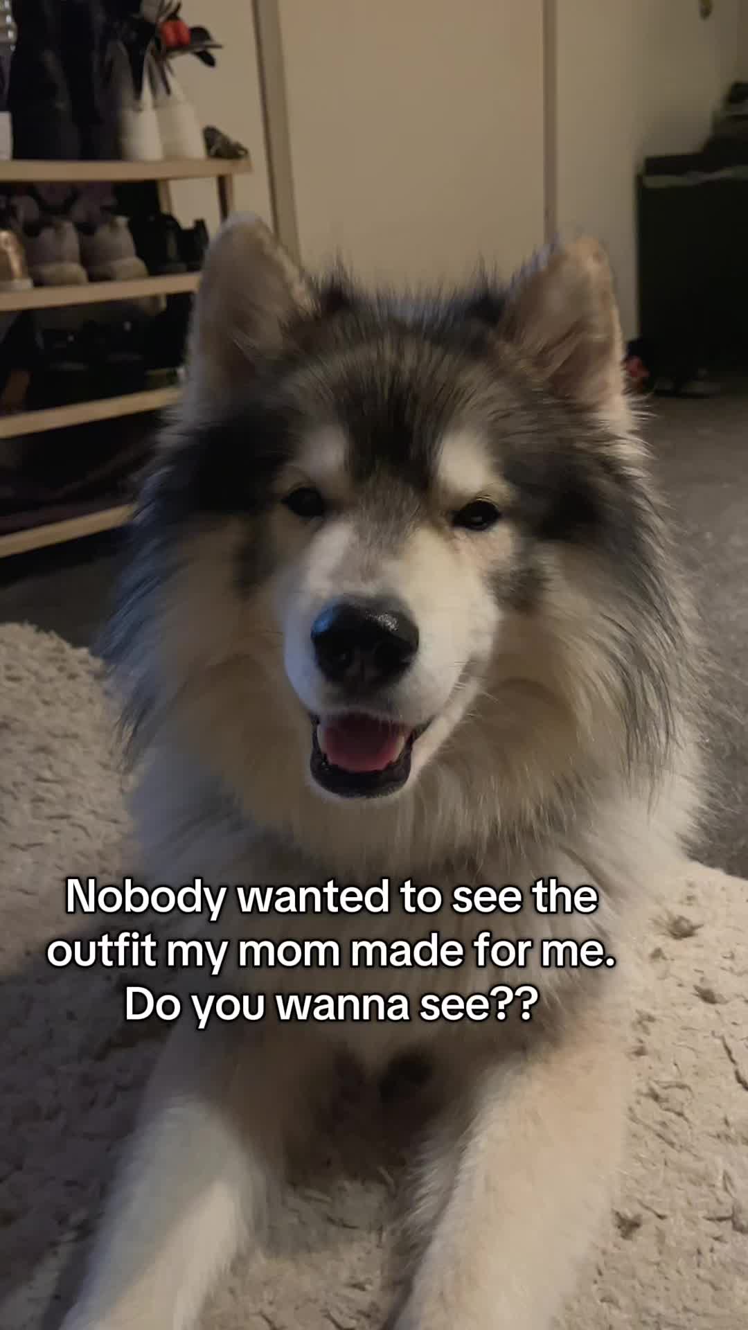 @Echo The Husky