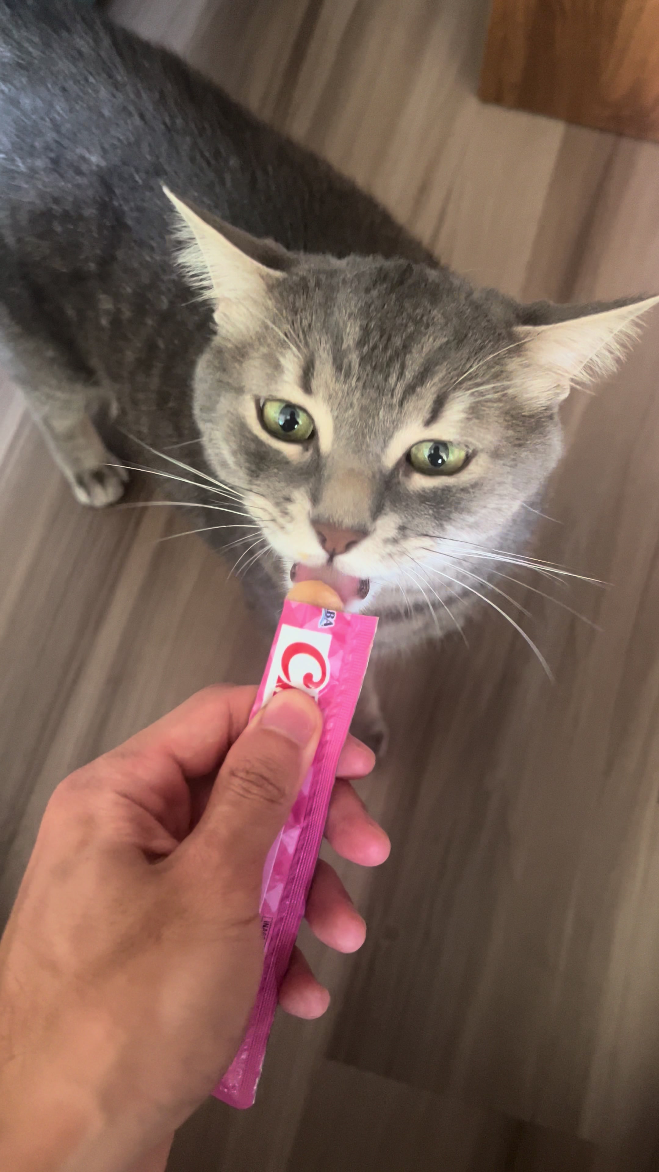 @Ollie 🐱