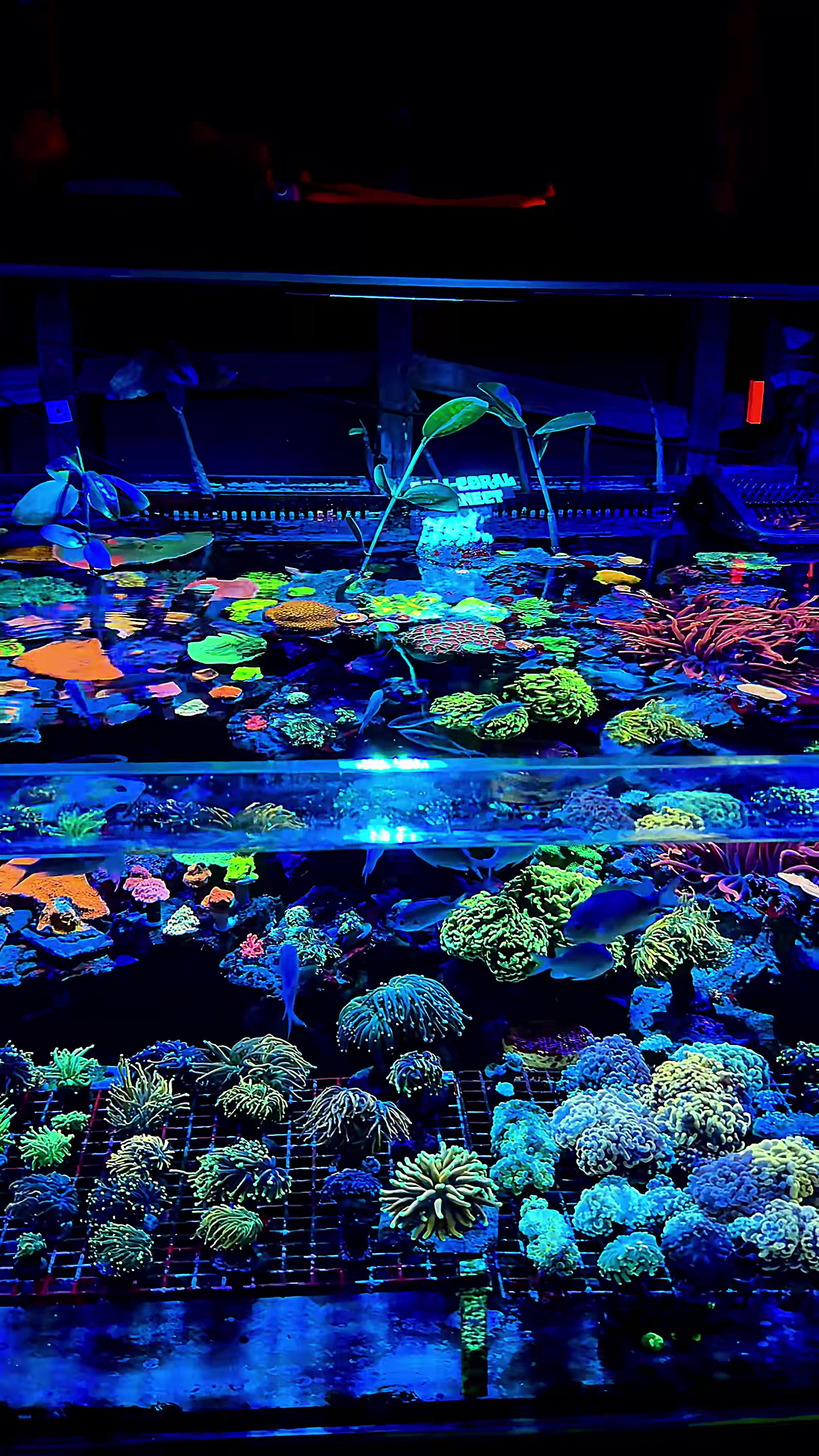 @Cali_Coral_Connect_hxa
