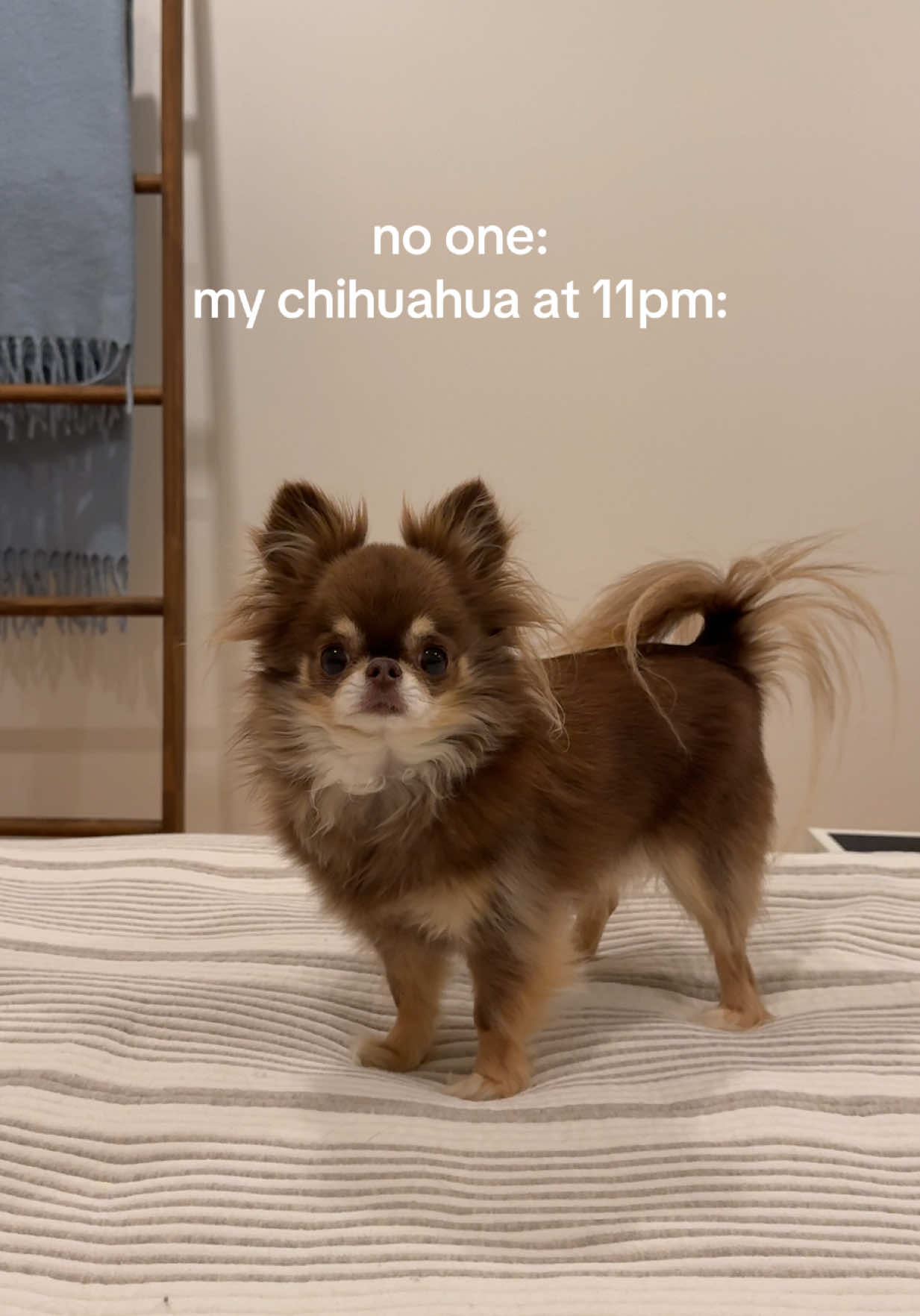 @Lou the Chichi