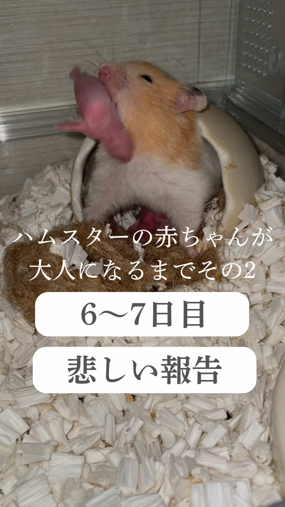 @はむはむパーク
