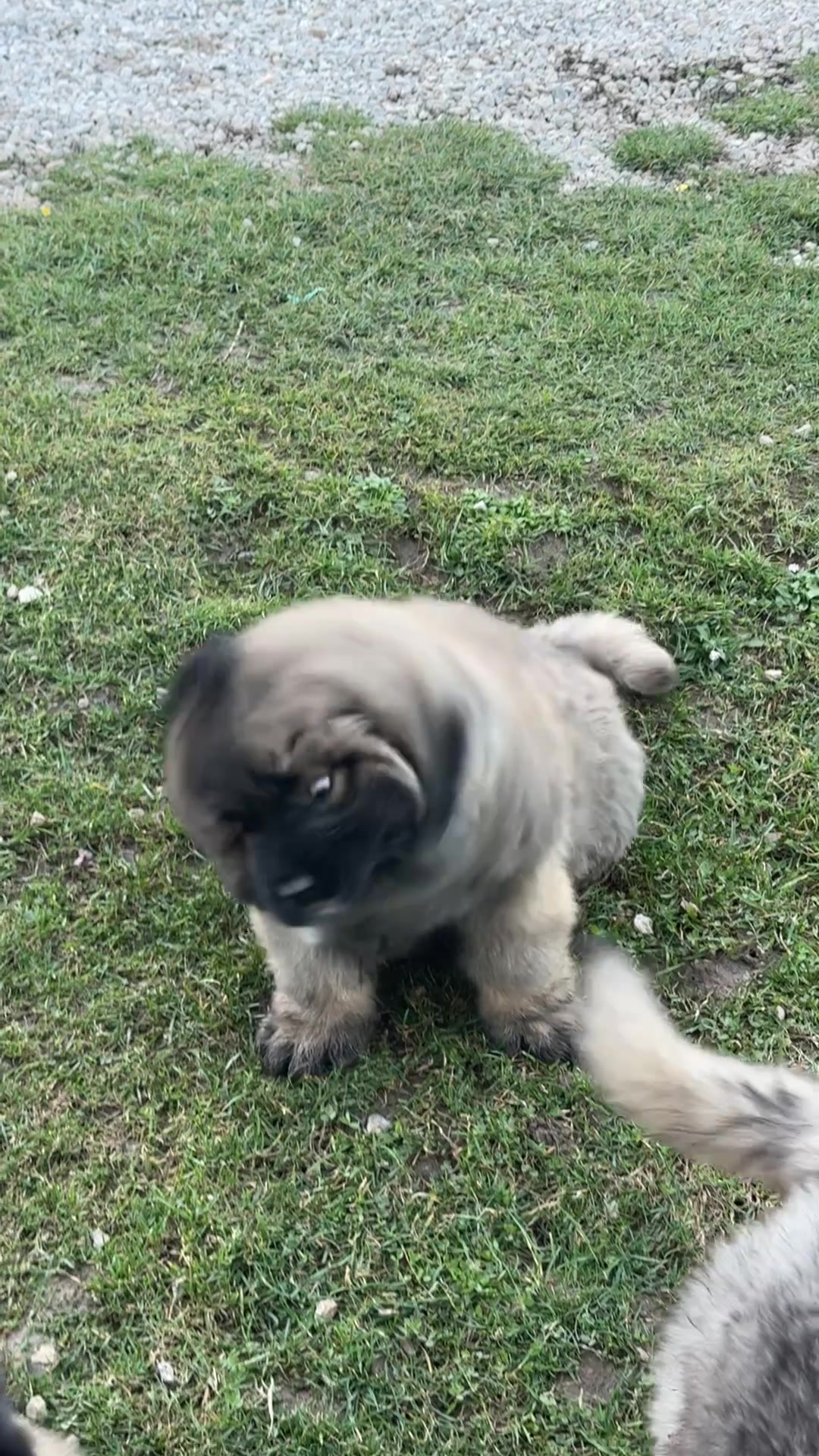 @Caucasian Shepheard Dogs