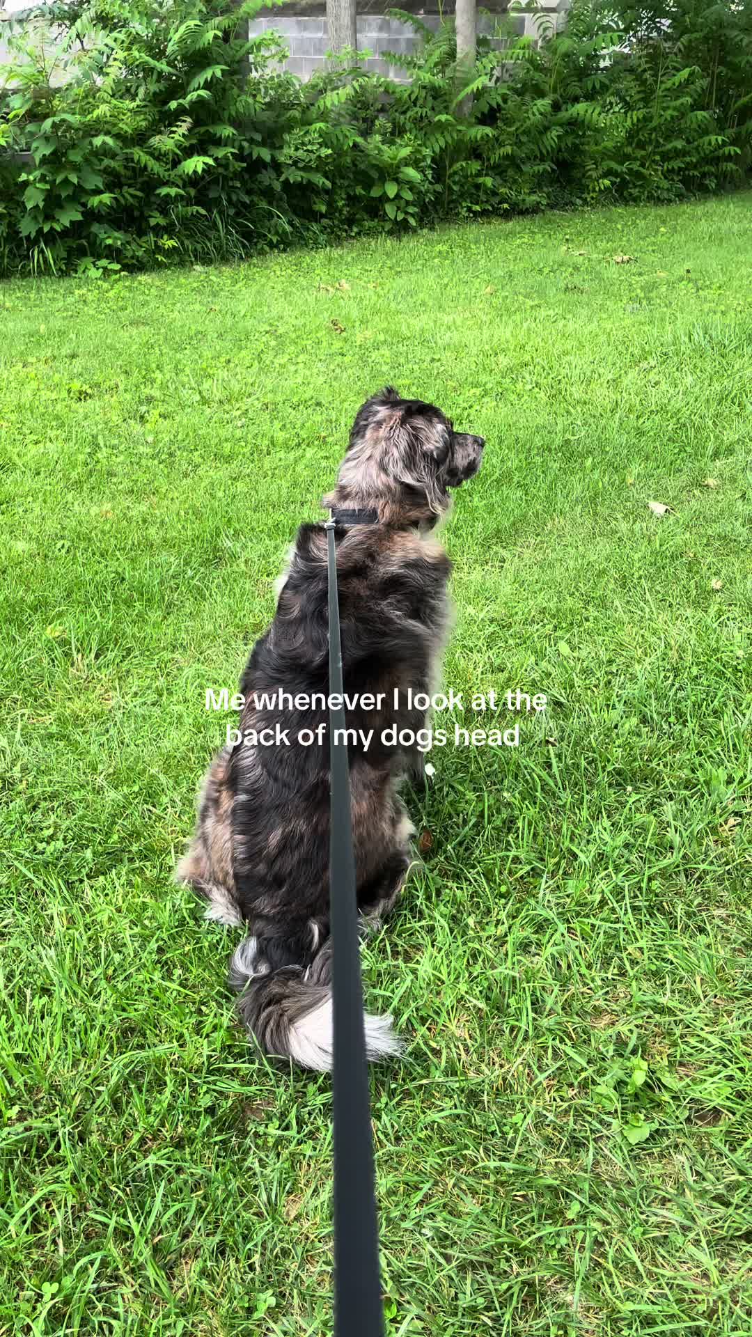 @THE LIFE OF KODA