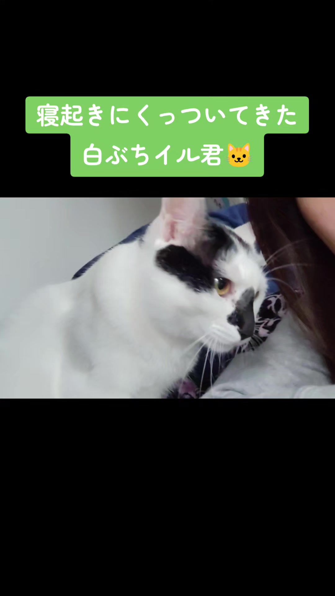 @白ぶちイル君🐱キジトラエル君