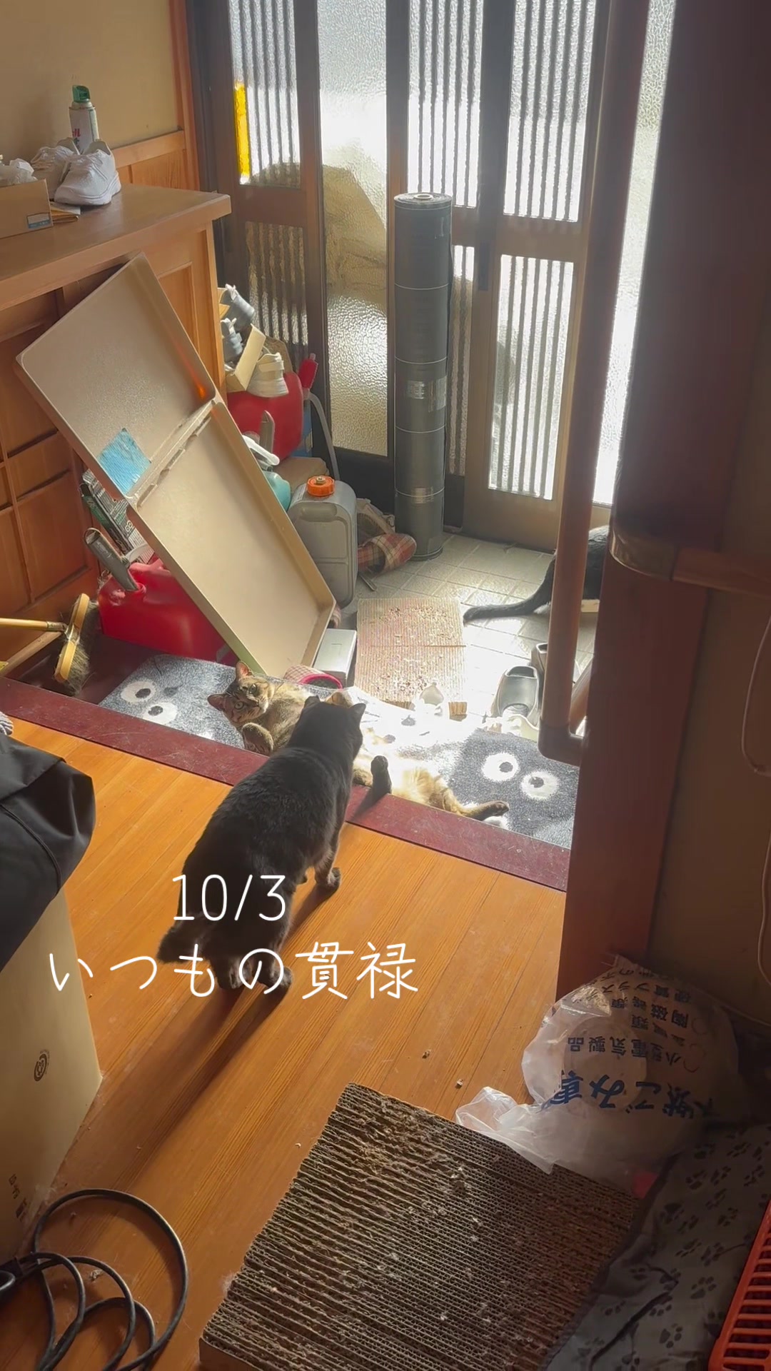 @とのひかる🐾🐈🐈⬛🐾