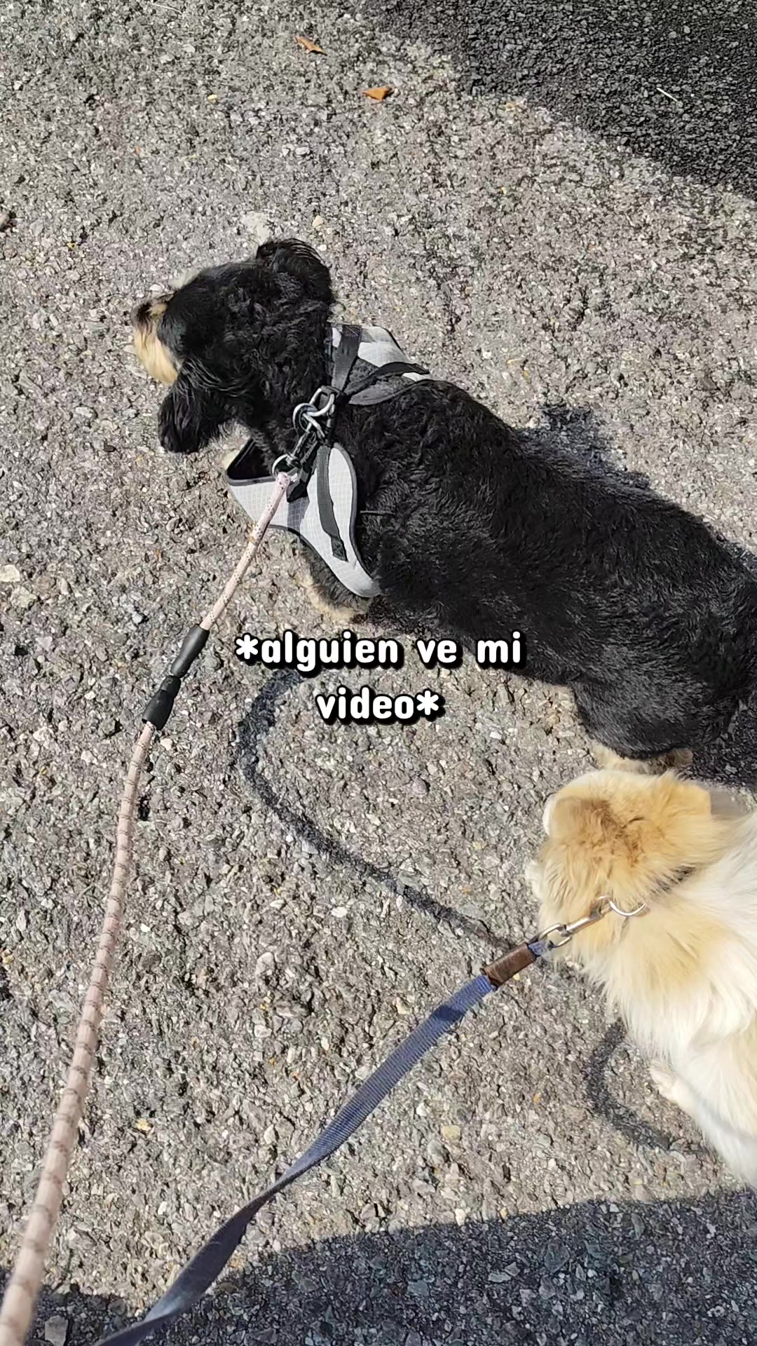 @DogWalkZacatecas♥️🐕🦺🌟